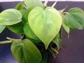 philodendron_scandens.jpg