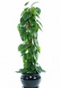 philodendron_scandens_.jpg