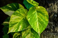 rhaphidophora_aureum_.jpg