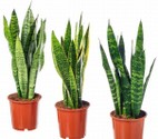 sansevieria-trifasciata-.jpg