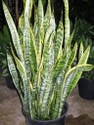 sansevieria_trifasciata_laurentii.jpg