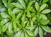 schefflera-poisoning.jpg