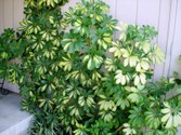 scheflera_arborocola_variegated.jpg