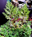 selaginella.jpg