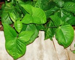 syngonium-podophyllum.jpg