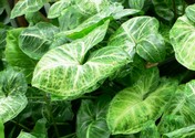 syngonium_podophyllum.jpg