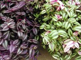 tradescantia.jpg