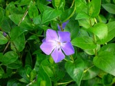 vinca_major_.jpg