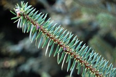 abies-cephalonica-leaf.jpg