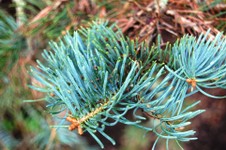 abies-concolor-leaf.jpg