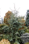 abies-pinsapo-glauca-.jpg